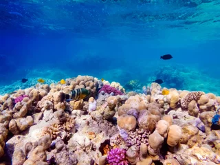 Foto op Aluminium colorful corals and exotic fishes at the bottom of the Red sea. beautiful natural summer background © ver0nicka