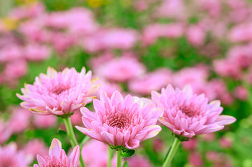 Selective focus of beautiful pink flower with soft blurred bokeh background.