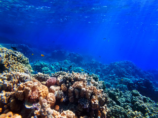 colorful corals and exotic fishes at the bottom of the Red sea. beautiful natural summer background