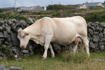 Cattle leaning against a stone wall, Kilronan, Inishmore, Aran Islands, County Galway, Ireland