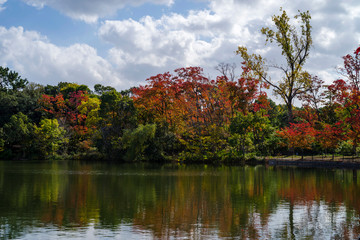 秋の服部緑地・山ヶ池の風景