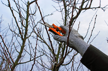 Pruning of trees with secateurs 