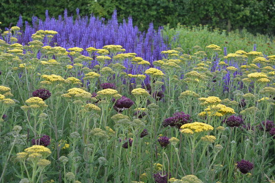 Garden with Achillea filipendulina, Hella Glashoff in a mixed flowerbed, and purple spikes of Salvia nenorosa in the background