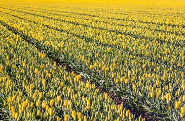 Obraz premium Long beds with yellow flowering tulips