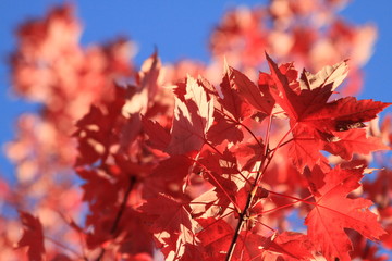 Red Leaves in Fall on Tree