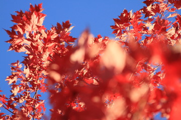 Red Leaves in Fall on Tree