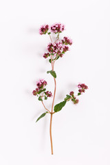 fresh marjoram herb isolated on the white background, top view
