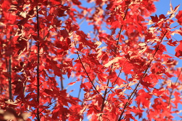Red Leaves in Fall on Tree