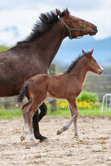 Pferd mit Fohlen auf Koppel