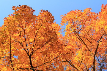Orange Leaves in Autum - Tree in Fall 