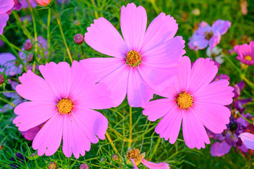 Obraz premium Selective focus of beautiful pink flower with soft blurred bokeh background.