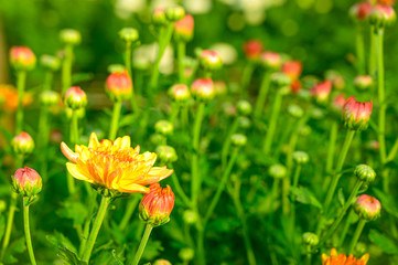 Selective focus of beautiful orange or yellow flower with soft blurred bokeh background.