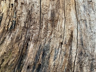 Background texture: old stump with cracks. Round stripes in a cut tree. Cross section of a tree trunk, structure, growth rings.