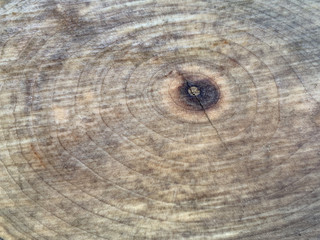 Background texture: old stump with cracks. Round stripes in a cut tree. Cross section of a tree trunk, structure, growth rings.