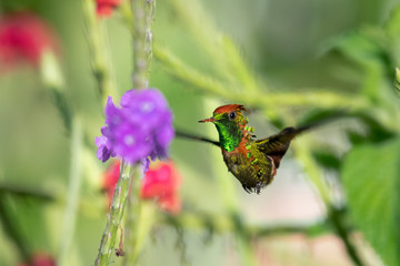 A male Tufted Coquette feeding on the flowers of a Vervain plant in a tropical garden a bright sunny day.