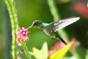 Fototapeta na wymiar A female Blue-chinned Sapphire feeding on Vervain flowers in a tropical garden with a bright background.