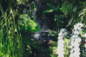 fern plant & waterfall in garden park