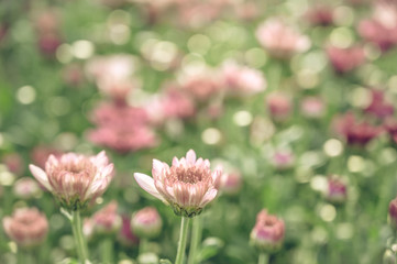 Vintage style of  Selective focus of beautiful pink or red flower with soft blurred bokeh background.