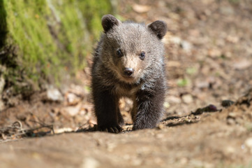 Braunbären Jungtier auf Pfad frontal