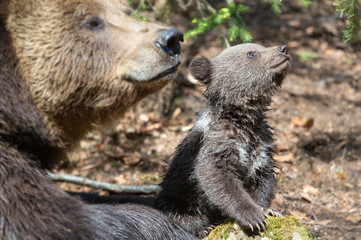 Obraz premium Braunbären Jungtier neben Mutter blickt nach Oben