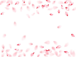 Pink sakura flower flying petals isolated on white vector background.