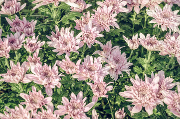 Vintage style of  Close up group of  pink  flowers and leaves in colorful tone.