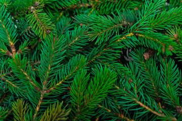 Christmas tree branches closeup. Coniferous tree, texture, background.