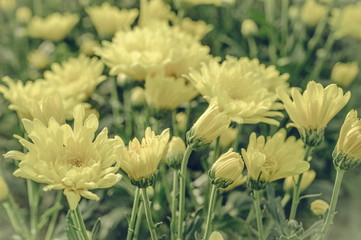 Vintage style of  Selective focus of beautiful yellow flower with soft blurred bokeh background.