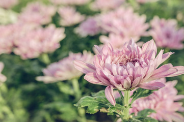 Vintage style of  Selective focus of beautiful pink flower with soft blurred bokeh background.