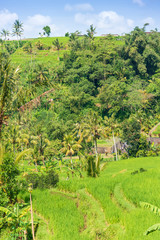 Fototapeta na wymiar Green rice fields on Jatiluwih rice terrace near Ubud on Bali island, Indonesia