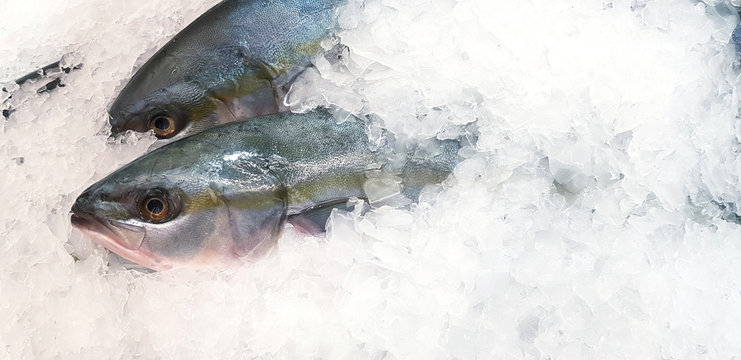 Fresh hamachi, buri or Japanese yellow tail fish freezing on ice for sale at seafood market or supermarket.