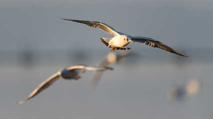Lachmöwen fliegen über See