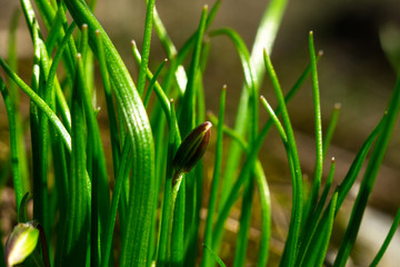 grass with dew drops