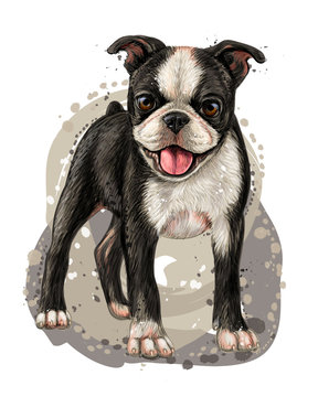 Dog breed Boston Terrier. Sketch, drawn, color portrait of a Boston Terrier puppy on a white background in watercolor style.