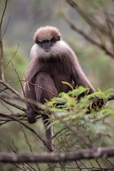 Weißbartlangur auf Baum