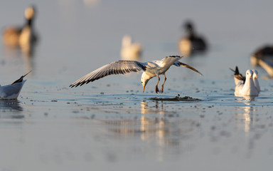 Lachmöwe beim Stosstauchen am See