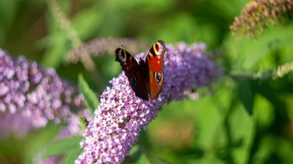 butterfly on flower