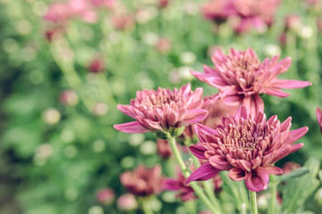 Vintage style of  Selective focus of beautiful pink or red flower with soft blurred bokeh background.