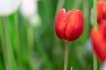 Fototapeta premium Tulip flower with green leaf background in tulip field,Soft selective focus