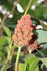 Sorghum