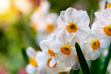 Close-up of White and Yellow Daffodils