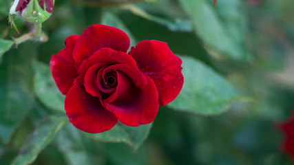 red rose in garden