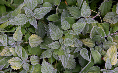nettle frost rime