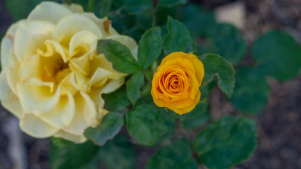yellow rose in the garden