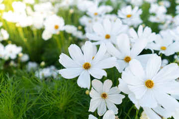 Fototapeta premium Cosmos flowers blooming in the garden
