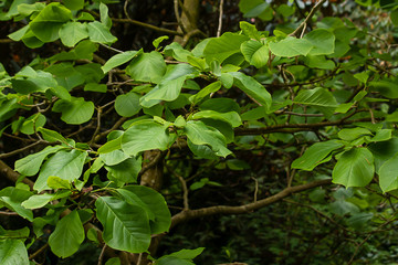 a group of bright green leave on a branch