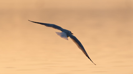 Lachmöwe fliegt im Abendlicht über See