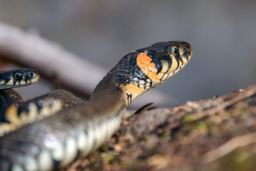 grass snake