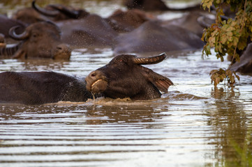 Wasserbüffel mit Fliegenschwarm um Kopf