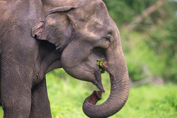 Sri-Lanka-Elefant beim Äsen